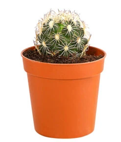 Kaktus - Cactaceae, Verschiedene Sorten -Gartenladen Im Freien 8297574 PR FS 014 KakteenMixMiniTorroT6DehnerExpressHerzig