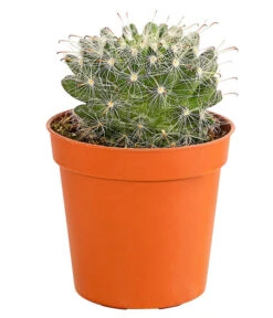 Kaktus - Cactaceae, Verschiedene Sorten -Gartenladen Im Freien 8297574 PR FS 015 KakteenMixMiniTorroT6DehnerExpressHerzig