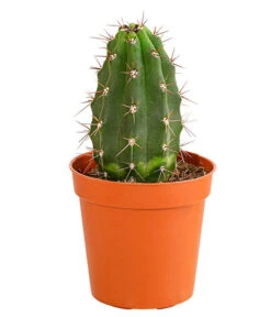 Kaktus - Cactaceae, Verschiedene Sorten -Gartenladen Im Freien 8297574 PR FS 016 KakteenMixMiniTorroT6DehnerExpressHerzig