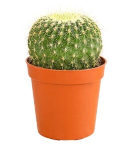 Kaktus - Cactaceae, Verschiedene Sorten -Gartenladen Im Freien 8297574 PR FS 017 KakteenMixMiniTorroT6DehnerExpressHerzig