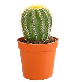 Kaktus - Cactaceae, Verschiedene Sorten -Gartenladen Im Freien 8297574 PR FS 018 KakteenMixMiniTorroT6DehnerExpressHerzig