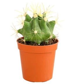 Kaktus - Cactaceae, Verschiedene Sorten -Gartenladen Im Freien 8297574 PR FS 020 KakteenMixMiniTorroT6DehnerExpressHerzig