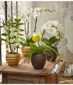 Traubenorchidee -Gartenladen Im Freien 8297772 8250813 8280935 8258238 PR MO 005 OrchideenGC23