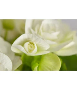 Elatior-Begonie - Begonia Elatior -Gartenladen Im Freien 8299638 PR DE 001 BegoniaRexT12DehnerExpressZS