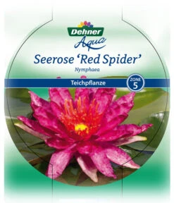 Dehner Seerose 'Red Spider' -Gartenladen Im Freien 8315939 Seerose Red Spider Etikett 1 NEU