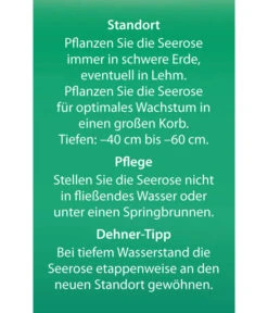 Dehner Seerose 'Red Spider' -Gartenladen Im Freien 8315939 Seerose Red Spider Etikett 2