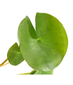 Dehner Seerose 'Red Spider' -Gartenladen Im Freien 8315939 WE DE 001 SeeroseGezackteBluetenblaetterNymphaeaHybrideT14DehnerExpressHerzig