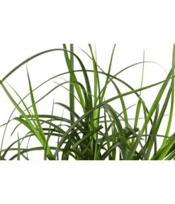 Westfälische Segge -Gartenladen Im Freien 8316218 WE DE 001 CarexdivulsaSeggeT7