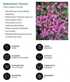 Bodendeckerthymian -Gartenladen Im Freien 8365306 WE IG 001 BodendeckerThymian