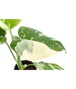 Fensterblatt - Monstera Deliciosa 'Thai Constellation', Panaschiert -Gartenladen Im Freien 8402034 WE DE 001 MonsteraThaiConstellationT6