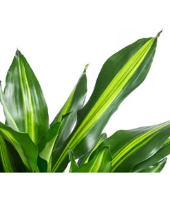 Drachenbaum - Dracaena Fragrans 'Cintho', In Seegras-Korb Phil -Gartenladen Im Freien 8478703 WE DE 001 DracaenaCinthoT21imKorbPhil gruen natur