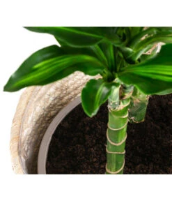 Drachenbaum - Dracaena Fragrans 'Cintho', In Seegras-Korb Phil -Gartenladen Im Freien 8478703 WE DE 002 DracaenaCinthoT21imKorbPhil gruen natur