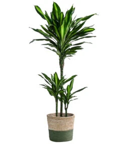 Drachenbaum - Dracaena Fragrans 'Cintho', In Seegras-Korb Phil