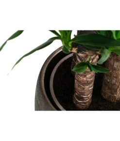 Yucca-Palme - Yucca Elephantipes, In Keramik -Gartenladen Im Freien 8478745 WE DE 002 Yucca3erT21inKeramikMatheaGold