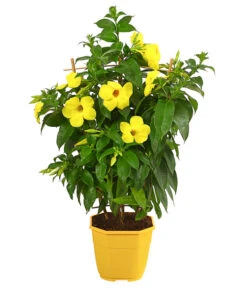 Goldtrompete, Spalier