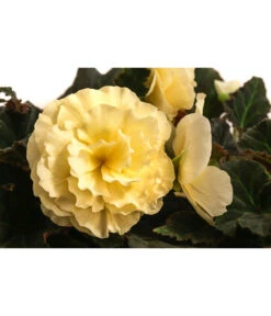 Hängebegonie 'Champagner' -Gartenladen Im Freien 8504383 WE DE 001 HaengebegonieChampagnerT23