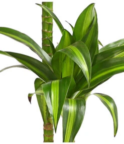 Drachenbaum - Dracaena Fragrans 'Hawaiian Sunshine' -Gartenladen Im Freien 8511545 WE DE 001 DrachenbaumDracaenaMassangianaHawaiinSunshineT19OWDehnerExpressHerzig