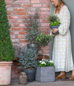 Gänseblümchen, Gefüllt 13 Gänseblümchen, Gefüllt -Gartenladen Im Freien 8512238 WE MO 001 EukylaptusOlive