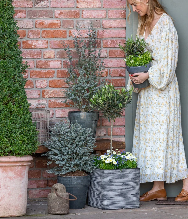 Gänseblümchen, Gefüllt 6 Gänseblümchen, Gefüllt – Bild 6