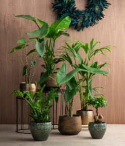 Pfeilblatt - Alocasia Zebrina -Gartenladen Im Freien 8516916 8622763 8560252 8630253 WE MO 002 HoweaForsterianaAlocasiaStrelitziaZamioculca