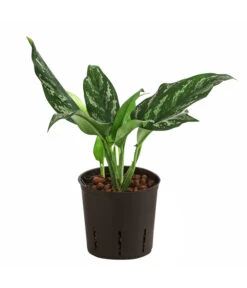 Kolbenfaden - Aglaonema 'Maria', Hydrokultur