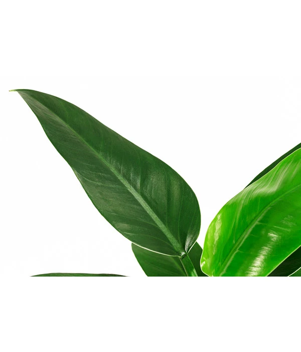 Baumfreund - Philodendron 'Imperial Green', Hydrokultur 2 Baumfreund - Philodendron 'Imperial Green', Hydrokultur – Bild 2