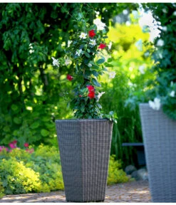 Dipladenien-Duo, Pyramide -Gartenladen Im Freien 8585622 8585655 we MO 001 Kuebelpflanzen herzig 3335