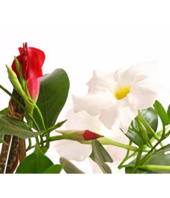 Dipladenien-Duo, Pyramide -Gartenladen Im Freien 8585622 WE DE 001 DipladenieDipladeniaTwinPyramideT17OWDehnerExpressHerzig