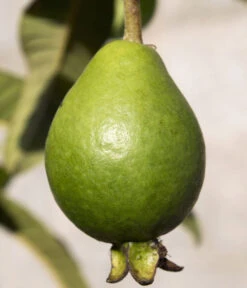 Brasilianische Guave 7 Brasilianische Guave -Gartenladen Im Freien 8586158 WE DE 002 BrasilianischeGuaveFrucht