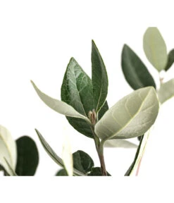 Brasilianische Guave 6 Brasilianische Guave -Gartenladen Im Freien 8586158 WE DE 002 FeijoaSelowianaBuschT24BrasilianischeGuave