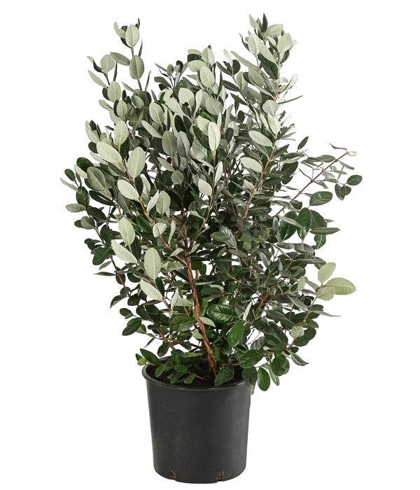 Brasilianische Guave 1 Brasilianische Guave