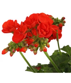 Geranie, Stämmchen, Verschiedene Farben -Gartenladen Im Freien 8587818 PR DE 001 PelargoniumStammT17DehnerExpressHerzig