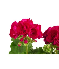 Geranie, Stämmchen, Verschiedene Farben -Gartenladen Im Freien 8587818 WE DE 001 GeraniePelargoniumStammMixT17