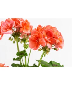 Geranie, Stämmchen, Verschiedene Farben -Gartenladen Im Freien 8587818 WE DE 002 GeraniePelargoniumStammMixT17