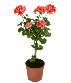 Geranie, Stämmchen, Verschiedene Farben -Gartenladen Im Freien 8587818 WE FS 002 GeraniePelargoniumStammMixT17