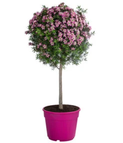 Südseemyrte, Stämmchen