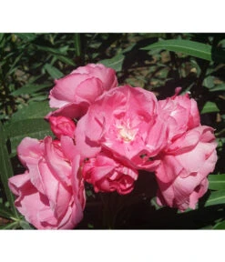 Oleander, Gefüllt -Gartenladen Im Freien 8590358 BlueteGefuellterRosaValenciaPlant