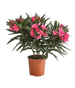 Oleander, Gefüllt