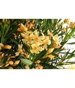 Oleander, Solitärbusch, Verschiedene Sorten -Gartenladen Im Freien 8590549 WE DE 001 NeriumOleanderOleanderBuschGelbT40