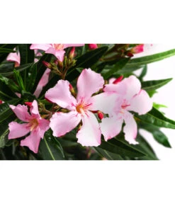 Oleander, Solitärbusch, Verschiedene Sorten -Gartenladen Im Freien 8590549 WE DE 001 OleanderBuschMixRosaT40