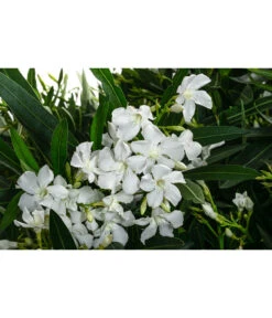 Oleander, Solitärbusch, Verschiedene Sorten -Gartenladen Im Freien 8590549 WE DE 001 OleanderBuschMixWeissT40