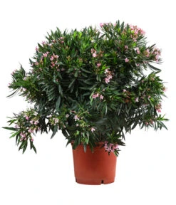 Oleander, Solitärbusch, Verschiedene Sorten -Gartenladen Im Freien 8590549 WE FS 001 OleanderBuschMixRosaT40