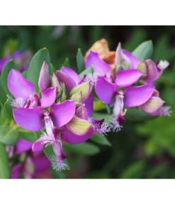 Kreuzblume, Stämmchen -Gartenladen Im Freien 8590994 PR DE 001 PolygalaMyrtifoliaKreuzblumePixabay