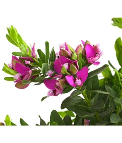 Kreuzblume, Stämmchen -Gartenladen Im Freien 8590994 WE DE 001 KreuzbluemchenPolygalaStammLilaT17DehnerExpressHerzig