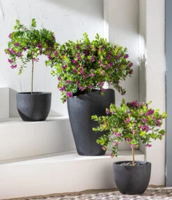 Kreuzblume, Stämmchen -Gartenladen Im Freien 8590994 WE MO 001 KreuzblumePolygalsStamm