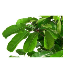 Queensland-Strahlenaralie - Schefflera Actinophylla 'Amate' -Gartenladen Im Freien 8591257 WE DE 001 ScheffleraAmateTuffT30