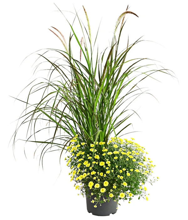 Herbst-Chrysantheme Mit Ziergras 1 Herbst-Chrysantheme Mit Ziergras