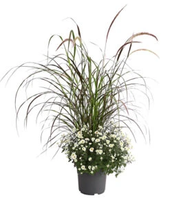 Herbst-Chrysantheme Mit Ziergras 10 Herbst-Chrysantheme Mit Ziergras -Gartenladen Im Freien 8594269 PR FS 003 ChrysanthemumMultifloraMitPennisetumRubrumT25OWDehnerExpressHerzig