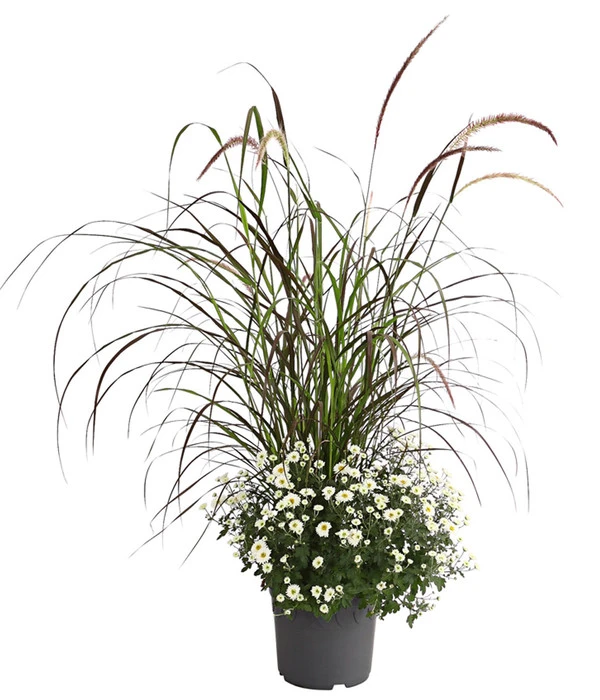 Herbst-Chrysantheme Mit Ziergras 3 Herbst-Chrysantheme Mit Ziergras – Bild 3