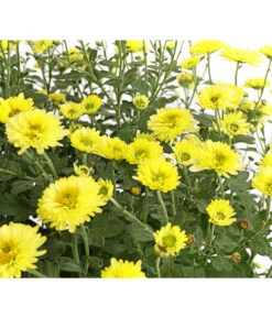 Herbst-Chrysantheme Mit Ziergras 11 Herbst-Chrysantheme Mit Ziergras -Gartenladen Im Freien 8594269 WE DE 001 ChrysanthemumMultifloraMitPennisetumRubrum25DehnerExpressHerzig